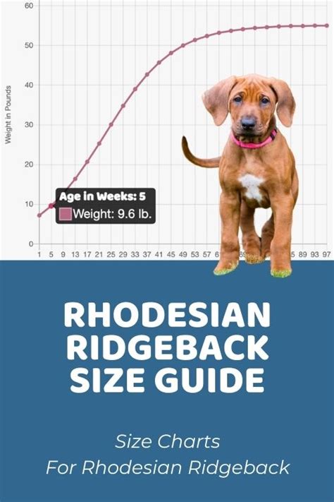 Rhodesian Ridgeback Size Guide: How Big Does a Rhodesian Ridgeback Get?