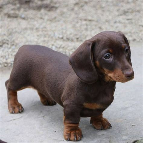 13.5k Likes, 169 Comments - Dachshund Appreciation (@dachshundappreciation) on Instagram ...