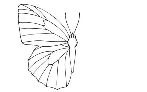 How to Draw a Butterfly with Color Pencils