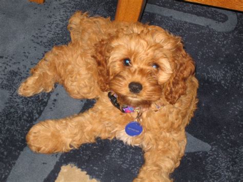 I want one! Cocker/poodle mix. Presh! | Poodle mix, Cocker poodle, Happy paw