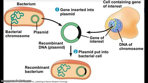 transgenic bacteria - YouTube