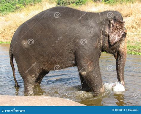 Indian Elephant Taking a Bath in the River. Stock Image - Image of ...