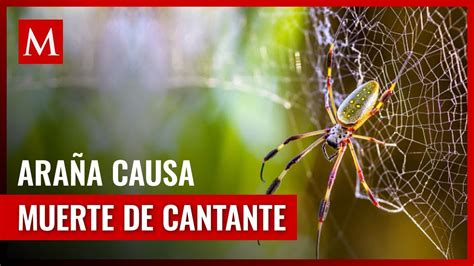 La mortal araña bananera: Causa de la inesperada muerte del cantante ...