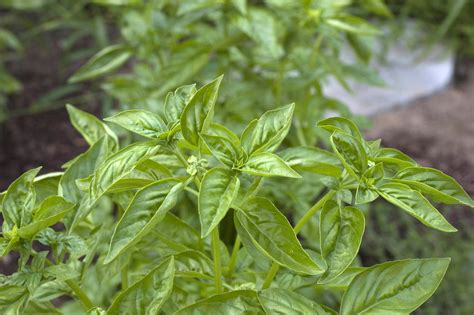 FDA blames bad basil for foodborne illnesses in several states - WTOP News