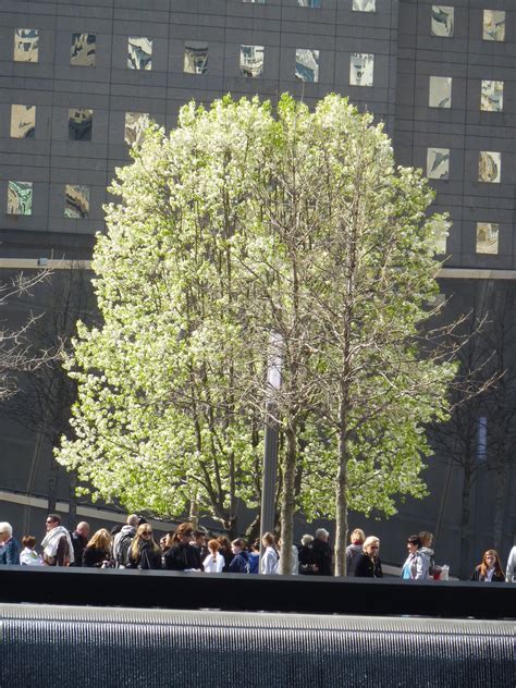 Survivor Tree in leaf, 9/11 Memorial at World Trade Center… | Flickr