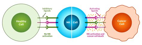 What Are Natural Killer Cells