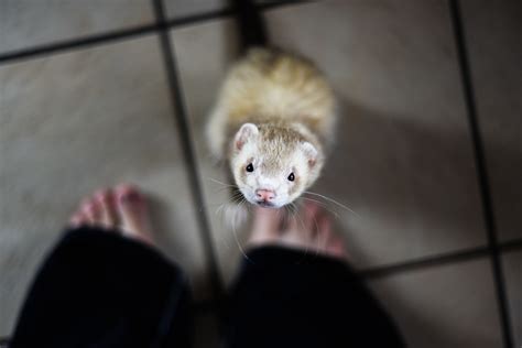 How to Provide Proper Nutrition for Your Ferret | FirstVet