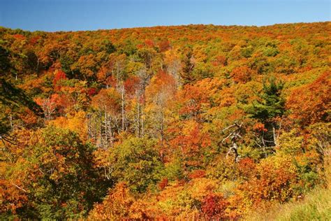 Fall Colors in the Mountains Stock Photo - Image of colorful, woods: 10110076