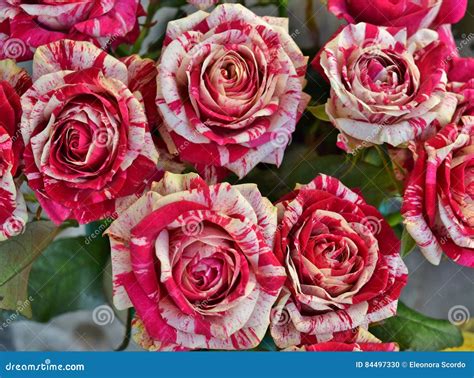 Bouquet of Variegated Red and White Roses Stock Photo - Image of flowers, variegated: 84497330