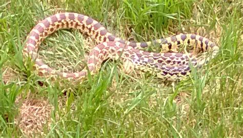 Colorado Bull Snake | Colorado, Snake, Bull