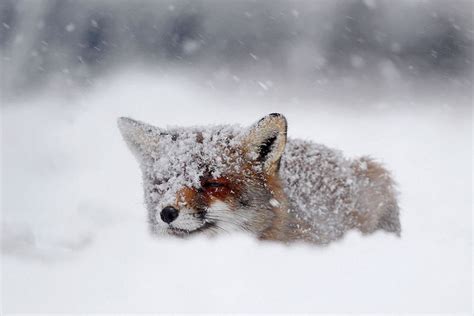 Other: Snow-fox Photography Fox Abstract Nature Wild Animals Cute ...