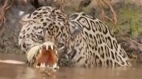 Leopard vs crocodile. Top attacks. Jaguar kills the crocodile | FunnyCat.TV