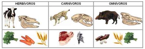 Características y diferencias entre los animales herbívoros y ...