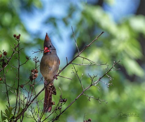 Female Cardinal gathering nesting material Photograph by Debby Richards - Fine Art America