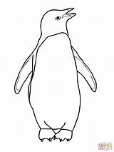 Coloring Penguin Pages sketch template
