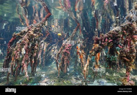 Mangrove tree roots underwater, reflected below water surface ...