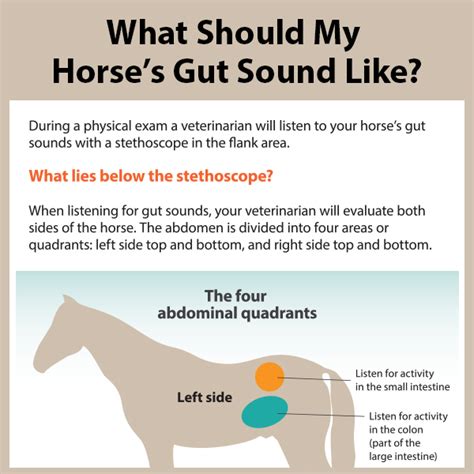 What Should My Horse’s Gut Sound Like? - KPP