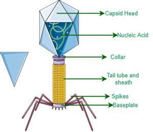 Bactériophage – Définition, structure, cycle de vie, importance – StackLima