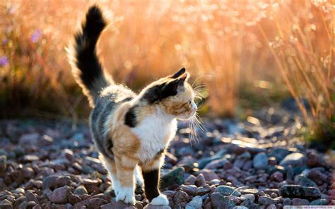 Calico Cats Wallpapers - Wallpaper Cave