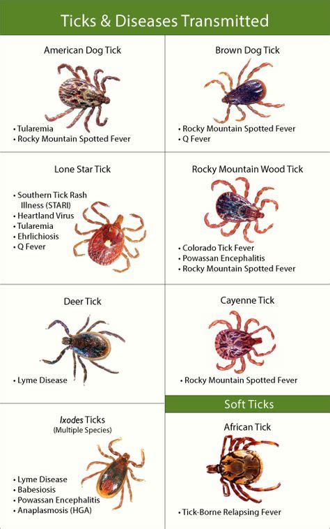 10 Best How to Remove Ticks ideas | ticks, tick repellent, get rid of ticks