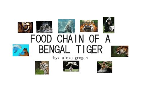 FOOD CHAIN OF A BANGAL TIGER by alexa grogan