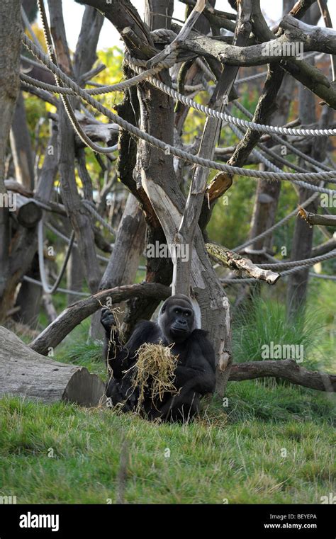 Gorilla at London Zoo Stock Photo - Alamy