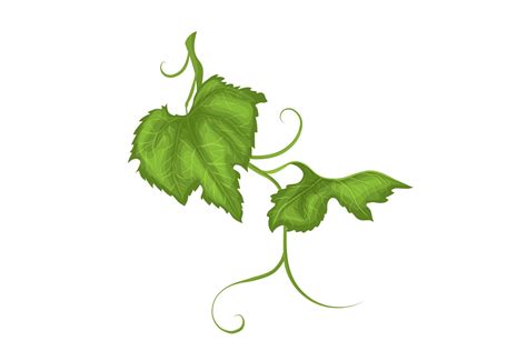 Grape Vine Leaf Cartoon Vector Illustration | lupon.gov.ph