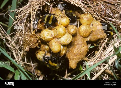 Small garden bumble bee Bombus hortorum Apidae workers on their nest ...