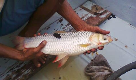 Ayo Kembangkan Ikan Lokal, Ini Cara Budidaya untuk Ikan Jelawat - Mediatani