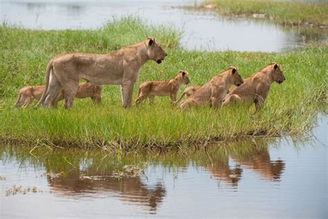 Visit Okavango Delta - Best time, wildlife, best areas, best camps