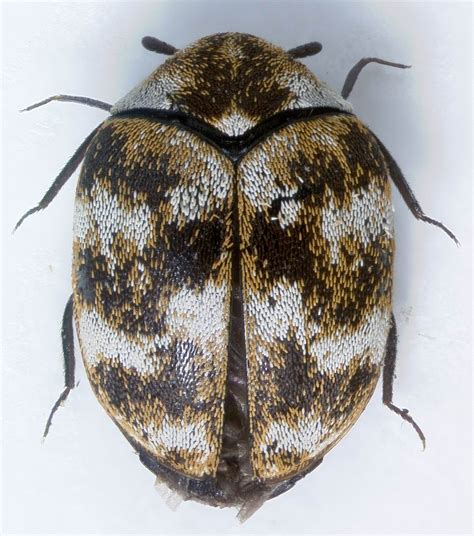 Anthrenus verbasci (Linnaeus, 1767) | CICRP