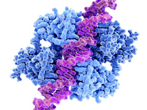 p53’s Multiple Roles Are Acquired during Pluripotent Stem Cell Differentiation