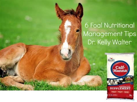 Nutrition plays a big role in the development of your foal. Check out these foal care tips ...