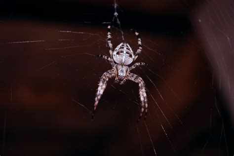 Free Images : araneus cavaticus, orb weaver spider, invertebrate ...