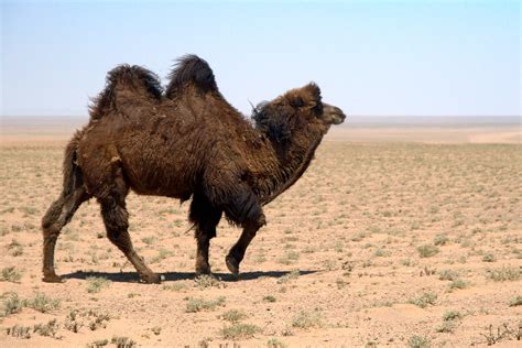 Wild Camel in Gobi desert, Mongolia | Un chameau sauvage dan… | Flickr