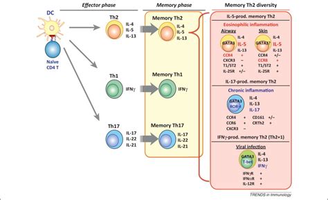 Pathogenic memory type Th2 cells in allergic inflammation: Trends in Immunology