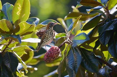 Wood Thrush | Audubon Field Guide