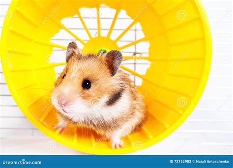 Hamster Running in the Running Wheel Stock Image - Image of jungar, cute: 72753983