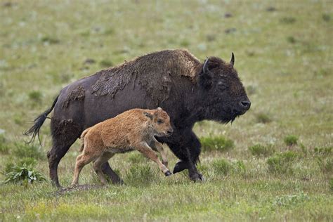 This Bison Doing a Happy Dance Is Pumped for Spring | TIME