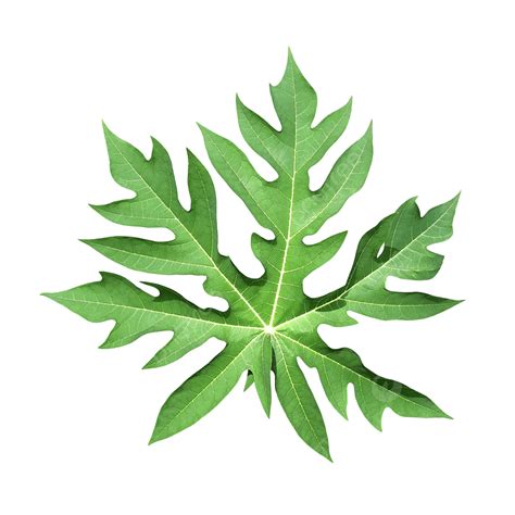 Papaya Leaves, Leaf, Finger Leaf, Papaya PNG Transparent Clipart Image and PSD File for Free ...