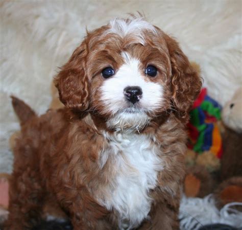 4 Best Cavapoo Breeders In Colorado!