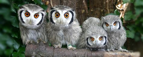 Owls at Paradise Park Hayle Cornwall 2 - Paradise Park