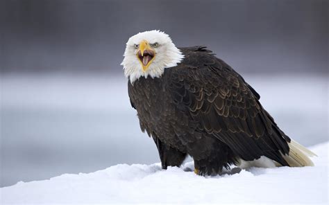 Free Bald Eagle Wallpapers - Wallpaper Cave