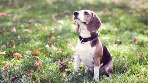 Can Beagles Be Trained