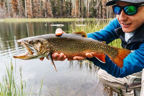 Big Boulder Mountain Brookies | Aspiring Wild