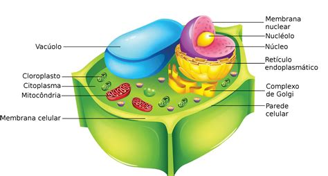 A Colecionadora de Páginas: Citologia: Anatomia da célula eucarionte ...