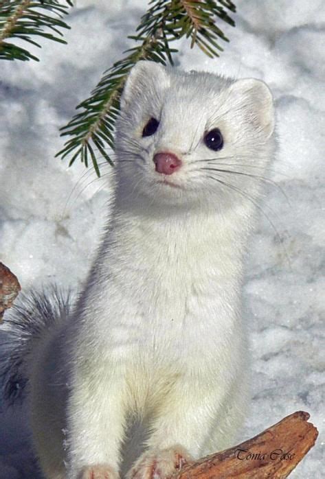 Ermine in the Snow | AnimalKingdomImages | Pinterest