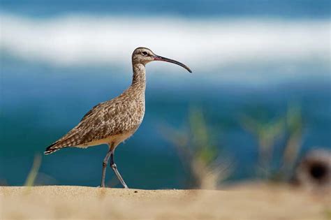 Whimbrel | Bird Identification Guide | Bird Spot