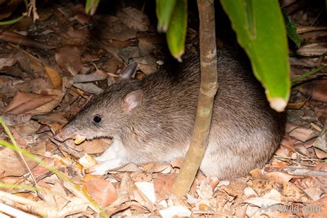 Southern Long-nosed Bandicoot – AHP Wild