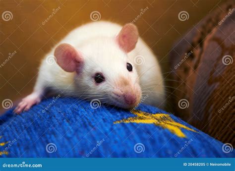 Portrait of white rat. stock image. Image of blue, mammal - 20458205